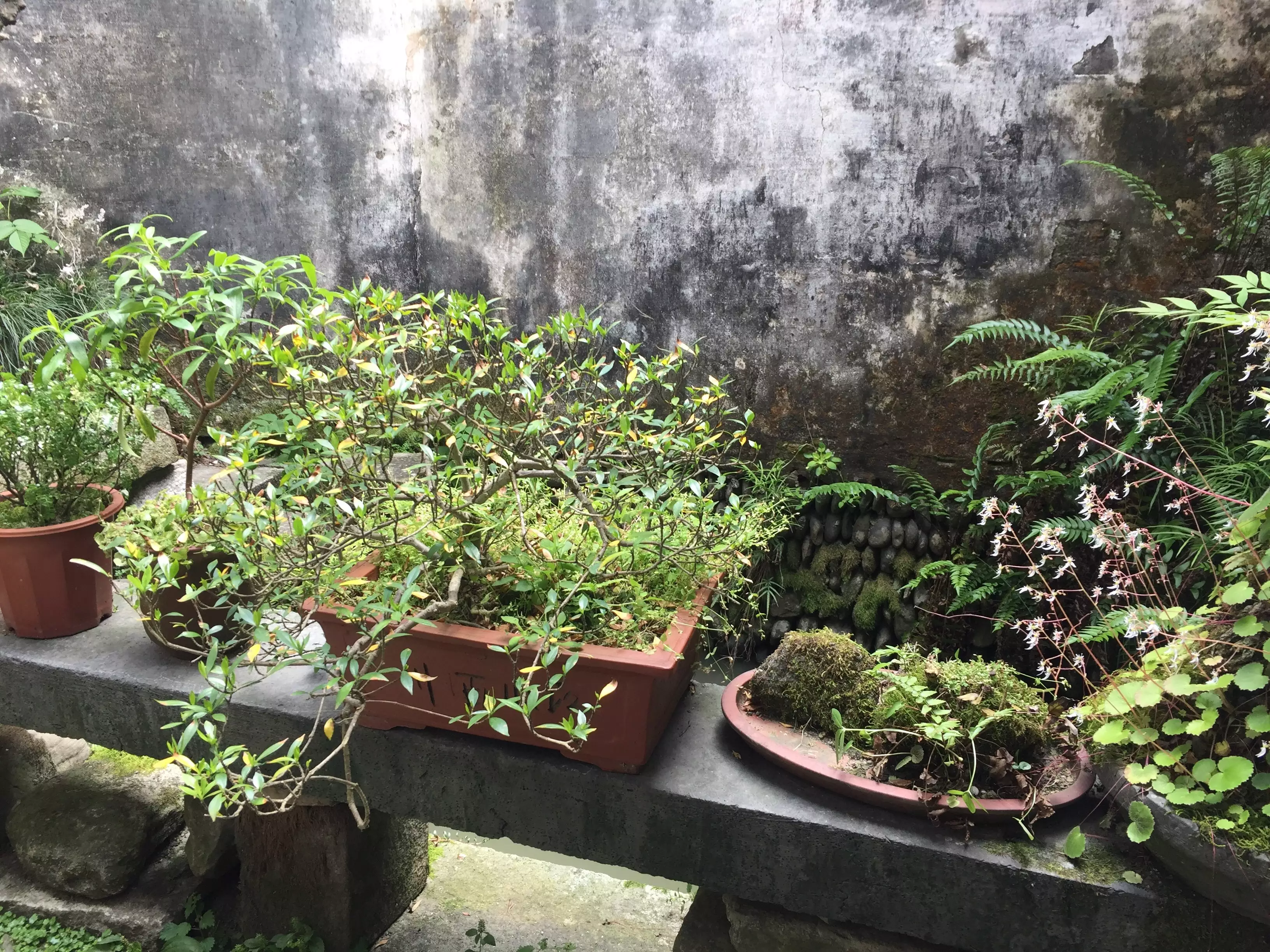 4、天井裡適合種什麼植物:天井底部用於種植植物時 天井底部怎麼處理?