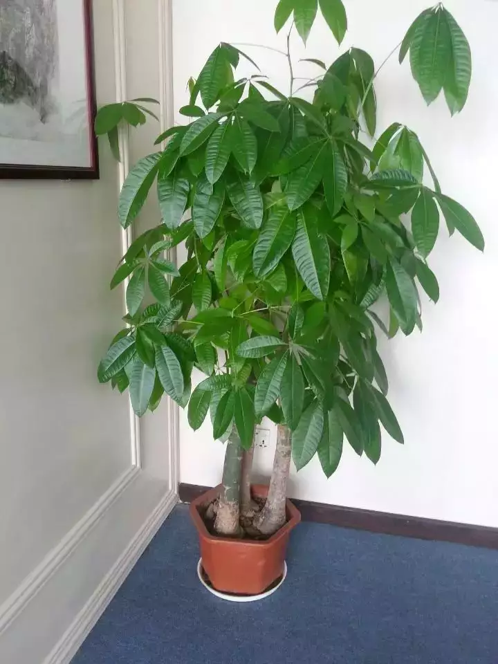 1、屬木的帶什麼招財:木命人帶什麼首飾好