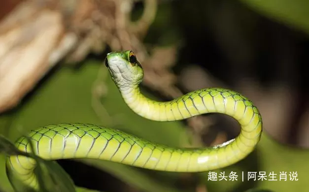 年翻身的生肖：年最順的生肖