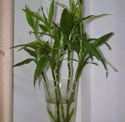 1、辟旺宅旺財的陽台植物:辦公桌上擺什麼植物能招財辟