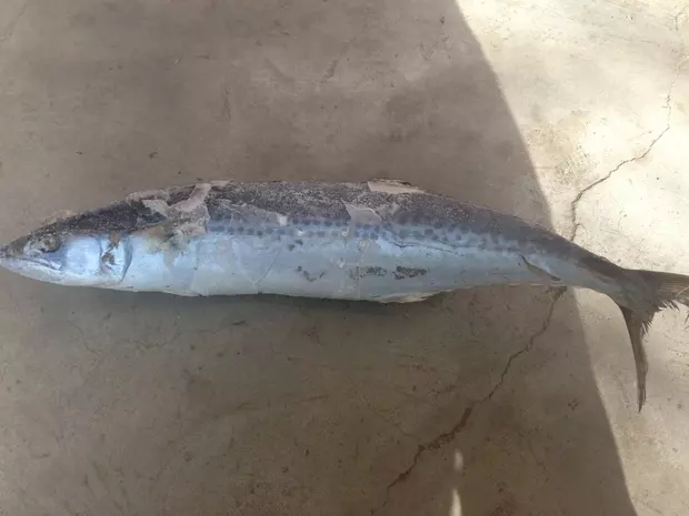 夢見自己在河邊用手抓到魚：夢到在水邊用手抓到扁魚