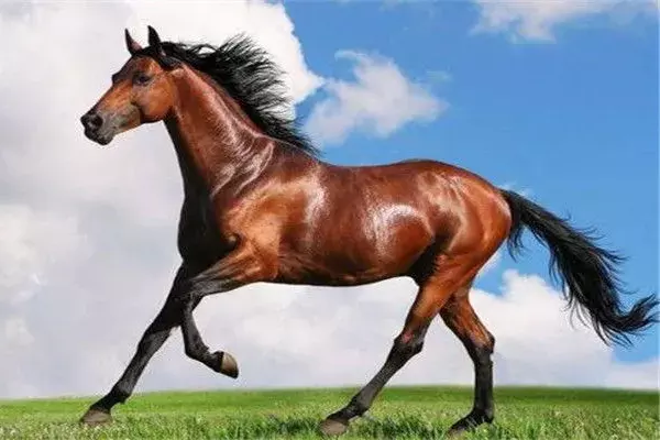 3、68男猴與66女馬婚配:66年的馬和68年的猴能娶親嗎