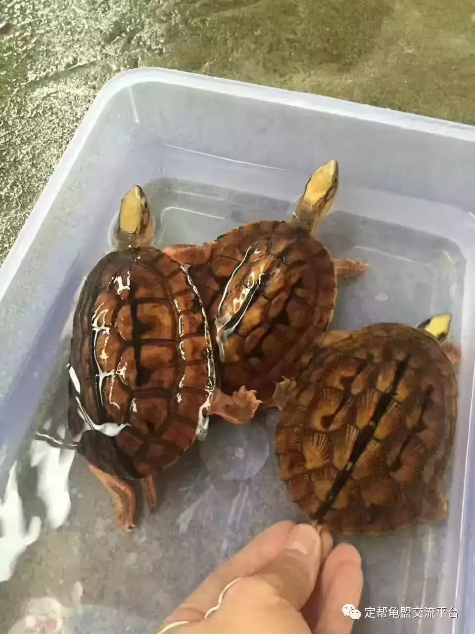 烏龜死在家裡是吉是凶烏龜風水：龜死在家裡預兆什麼