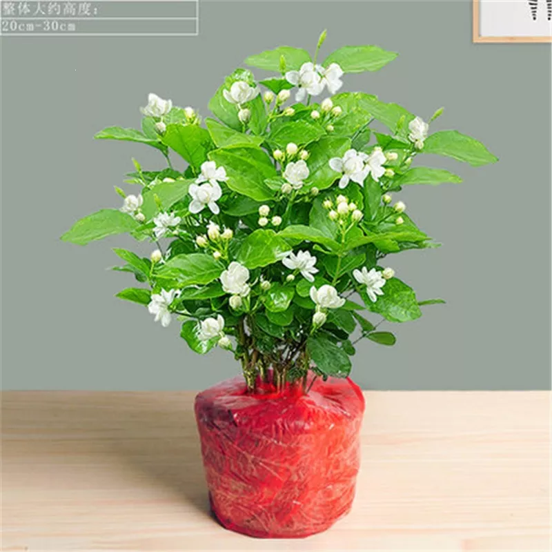 5、花卉圖片大全及花名:所有花的名字及圖片