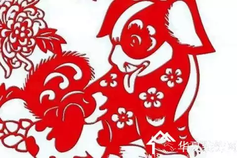 為什麼屬狗的命不好女性：為什麼生肖狗今年運氣不好