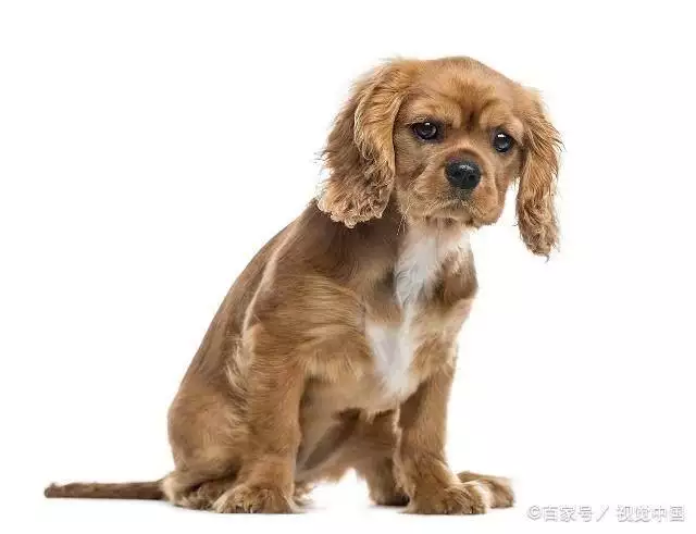2、狗的婚配:年的配偶