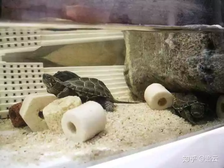 1、喜歡養龜的男生性格:養烏龜的人什麼性格