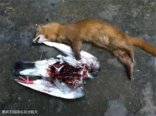 男狗跟女鼠的屬相合不合：狗和老鼠屬相合不合