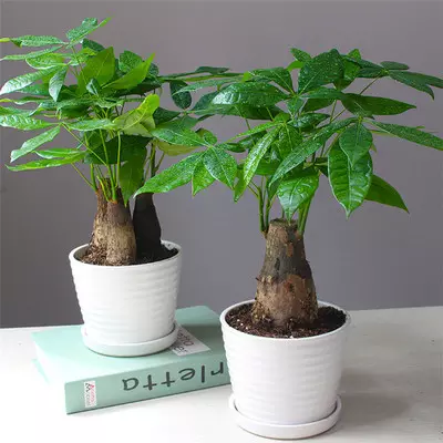 1、客廳適合養什麼綠植:家裡客廳適合養什麼植物圖片