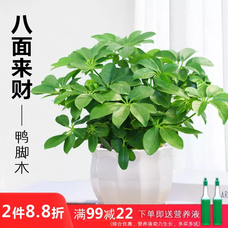 1、植物七恭弘=叶 恭弘蓮怎樣養:七恭弘=叶 恭弘蓮的養殖修剪方法？