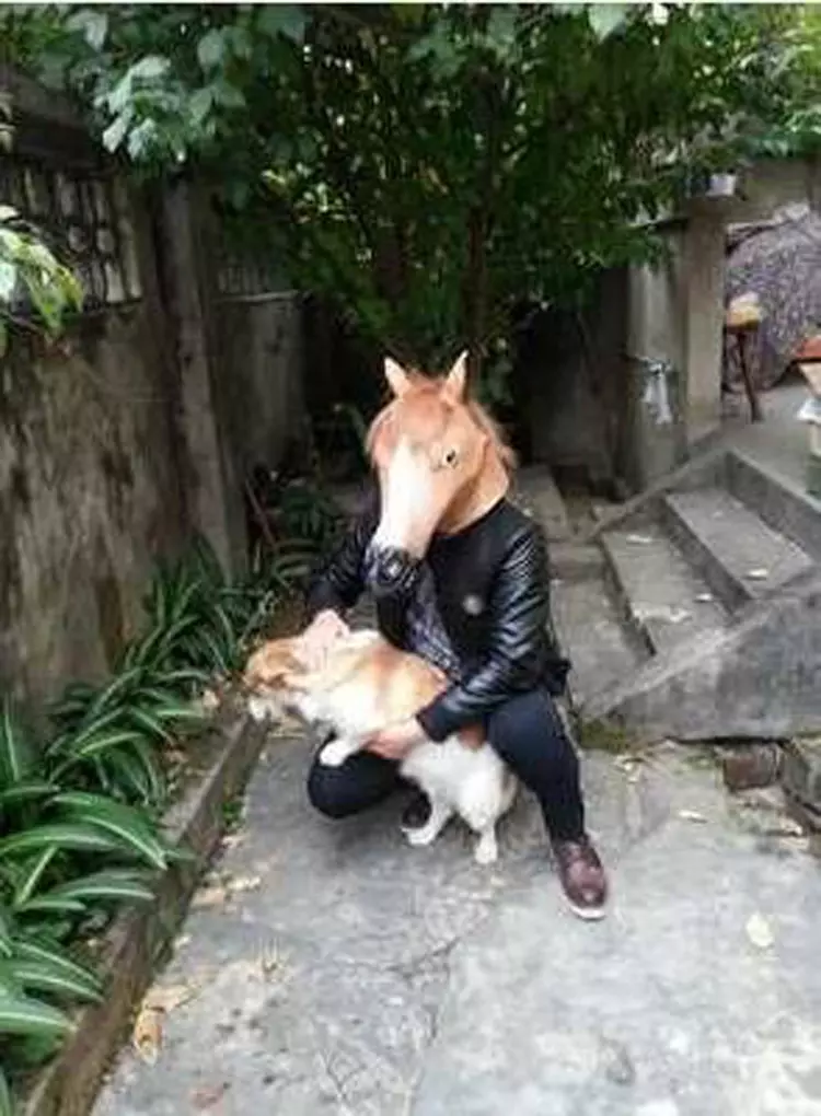 狗和猴的屬相合不合財：屬猴的合屬狗的一起做生意合不合財啊