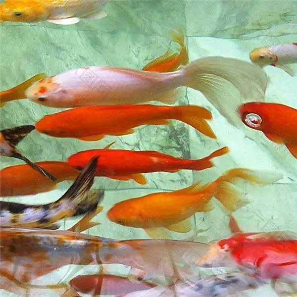女人夢見魚是什麼意思：已婚女人夢見自己釣了好多魚什麼意思?