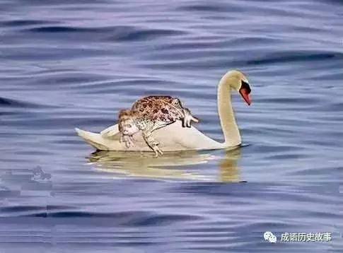 想吃天鵝肉是哪個屬相：癩想吃天鵝肉猜一生肖是什麼？