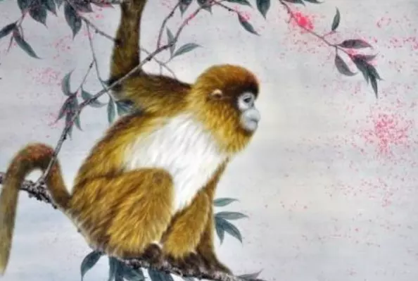 1、年猴晚年命運:年的猴是什麼命