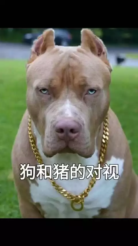 5、男龍女狗豬婚配怎麼樣:男龍女豬配嗎/
