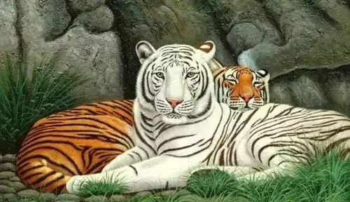 1、屬虎的為啥克人:屬虎人克父母嗎？