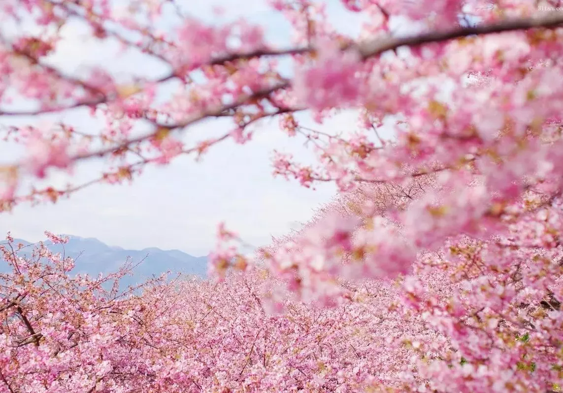 年4月4日屬相：年農曆4月14日當日屬什麼生肖?