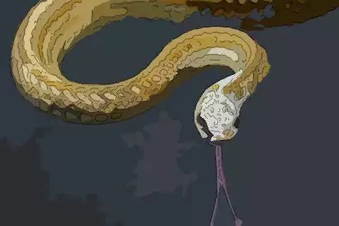 屬相蛇和虎真的不合嗎：屬蛇的和屬虎的真的不相配嗎？