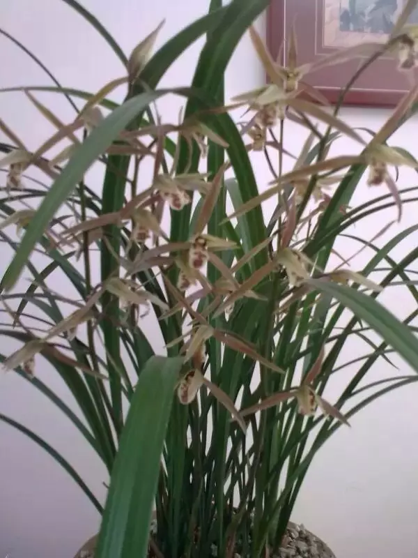 4、為什麼喜歡蘭花的都是男人:喜歡蘭花的人是什麼樣的性格？