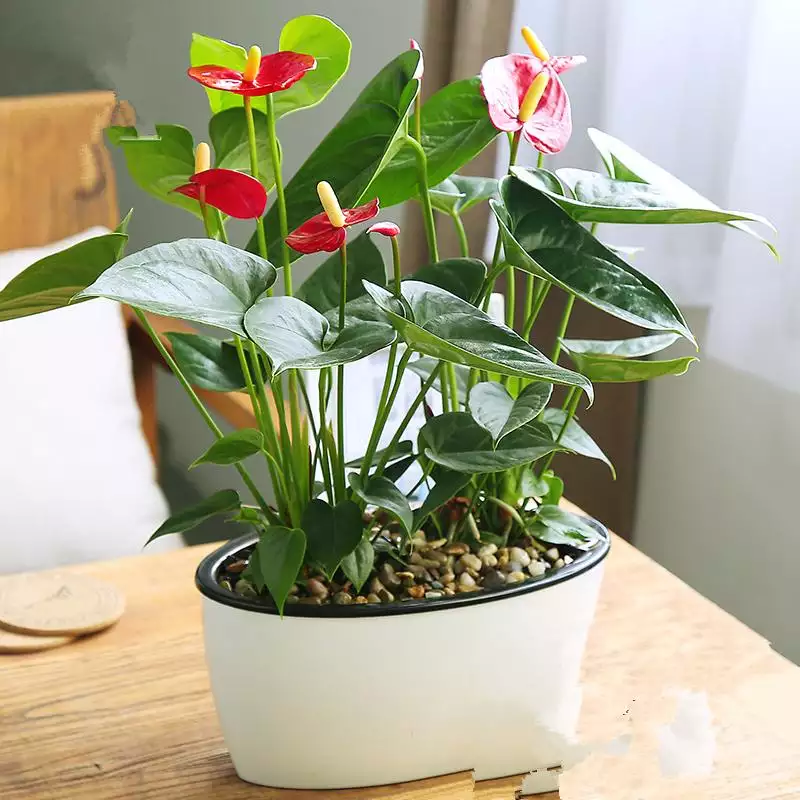 2、家裡擺放什麼植物招財又旺宅:風水中最招財的植物 什麼植物招財聚氣