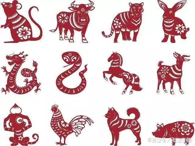 疼妻子，愛後裔的動物（十二生肖是哪個？）