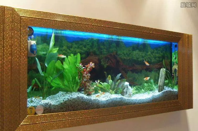家庭魚缸養幾條魚最好：小魚缸一般養幾條魚最好啊？
