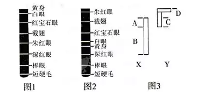 2、基因在x的六種婚配類型:X上有哪些基因？