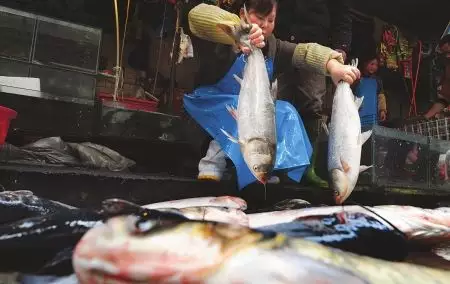 夢見一半死魚一半活魚：夢見死魚自已抓一條大活魚