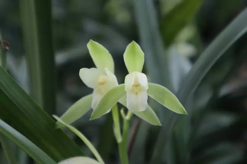 屬相雞的養哪種蘭花顏色對照好：屬雞的養什麼花好