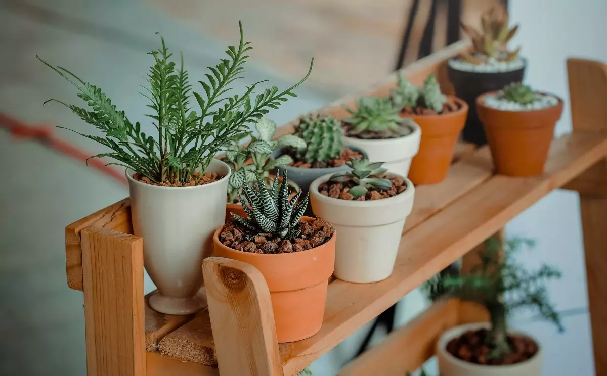 5、植物圖片大全名稱:植物的名字