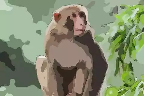 3、年命運:年屬猴運程