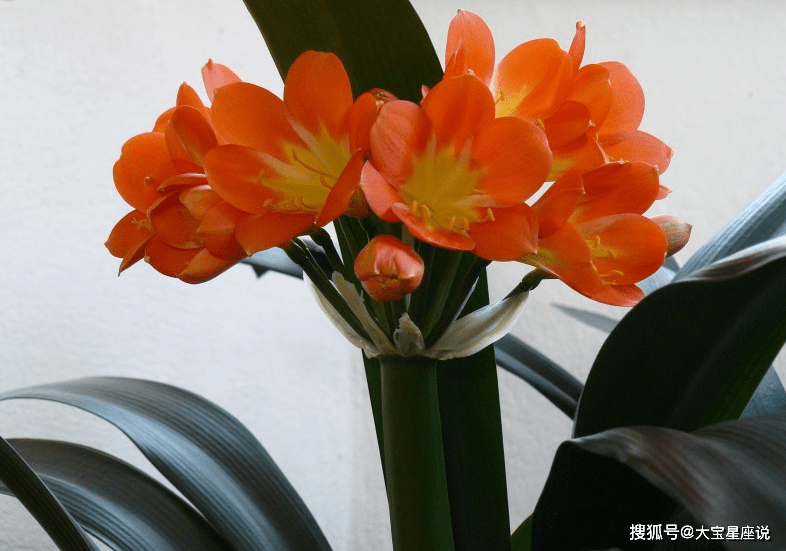 什麼動物屬相天生麗質：天生麗質難自棄是指十二生肖中那種動物