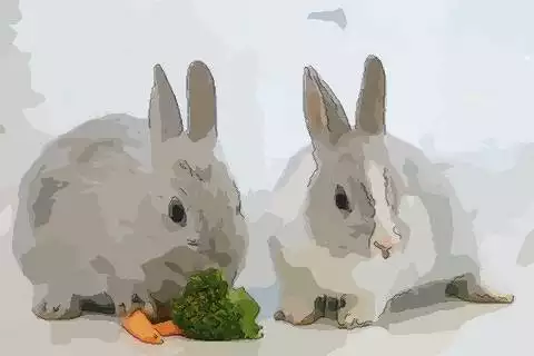 一九七二年屬什麼生肖：一九七二年出生是什麼生肖