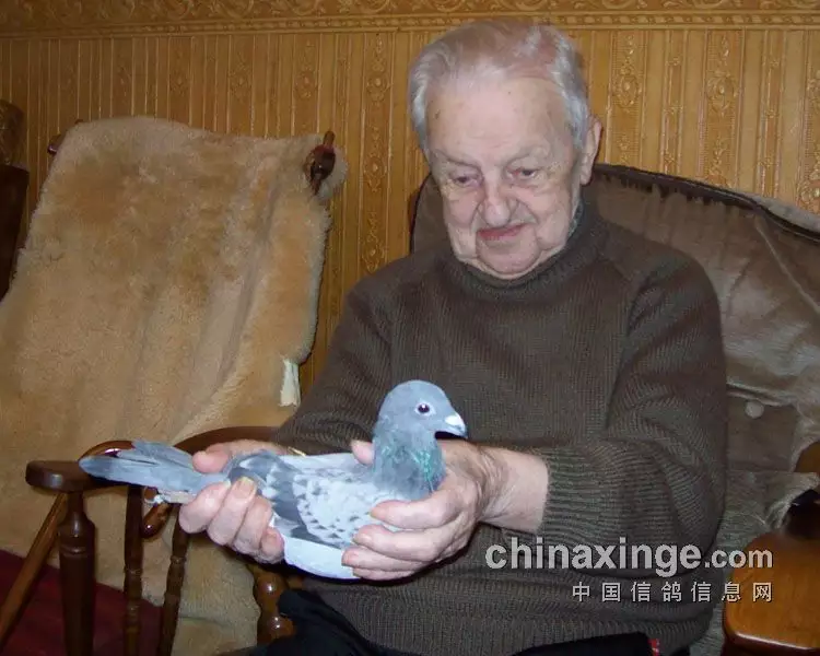 3、喜歡養鴿子的男子:很喜歡鴿子，能看出一小我私人的什麼性格？