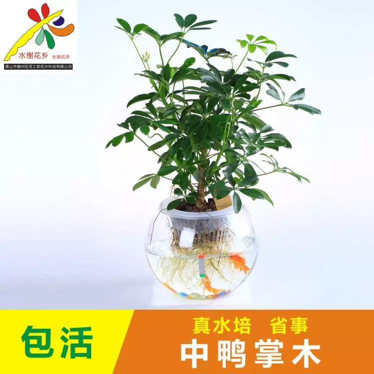 6、七恭弘=叶 恭弘蓮水培植物:七恭弘=叶 恭弘蓮的水培方法