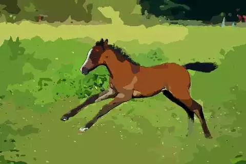 屬馬跟哪個屬相合資做生意好：屬馬和屬馬適合合資做生意嗎?