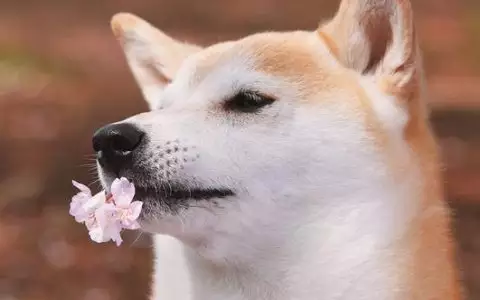 年屬狗幾月命苦：82年屬狗有三大難
