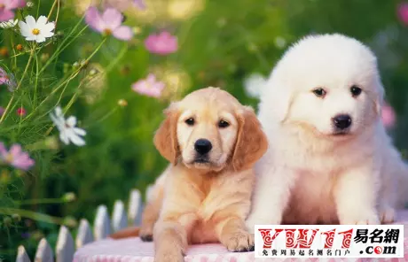 比狗小一歲的屬相是什麼：生肖比狗小兩歲的是？