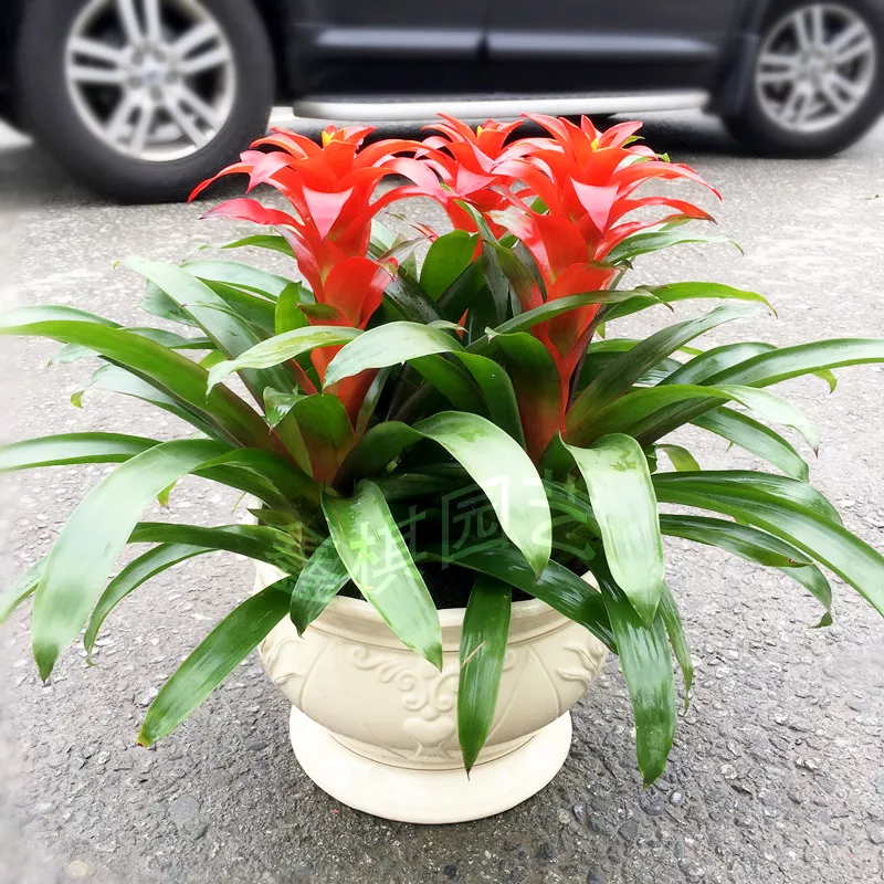 4、綠植花卉圖片大全及花名:求植物花卉名稱，看圖辨別花名