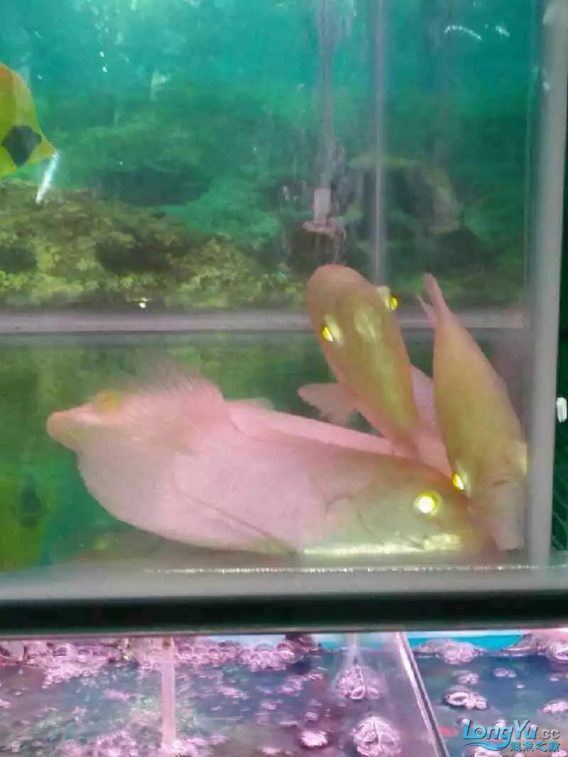 7、深海招財魚圖片:招財魚是怎個樣子?有圖片嗎看一下?