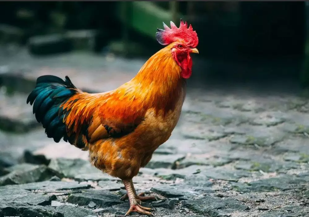 母雞打鳴對屬相好不好：家裡母雞打鳴是怎麼回事？