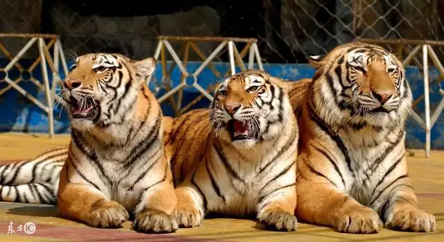 為什麼說男虎女猴不能在一起：女屬猴的和男屬虎合不合