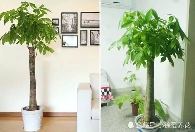 2、發財樹怎樣保養:如何養護髮財樹才能越長越好