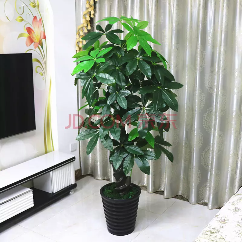 1、客廳比較好養活的大型綠植:客廳大植物哪種好養
