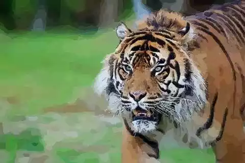 7、屬虎的是哪年出生的多大了:屬虎的年多大年齡？