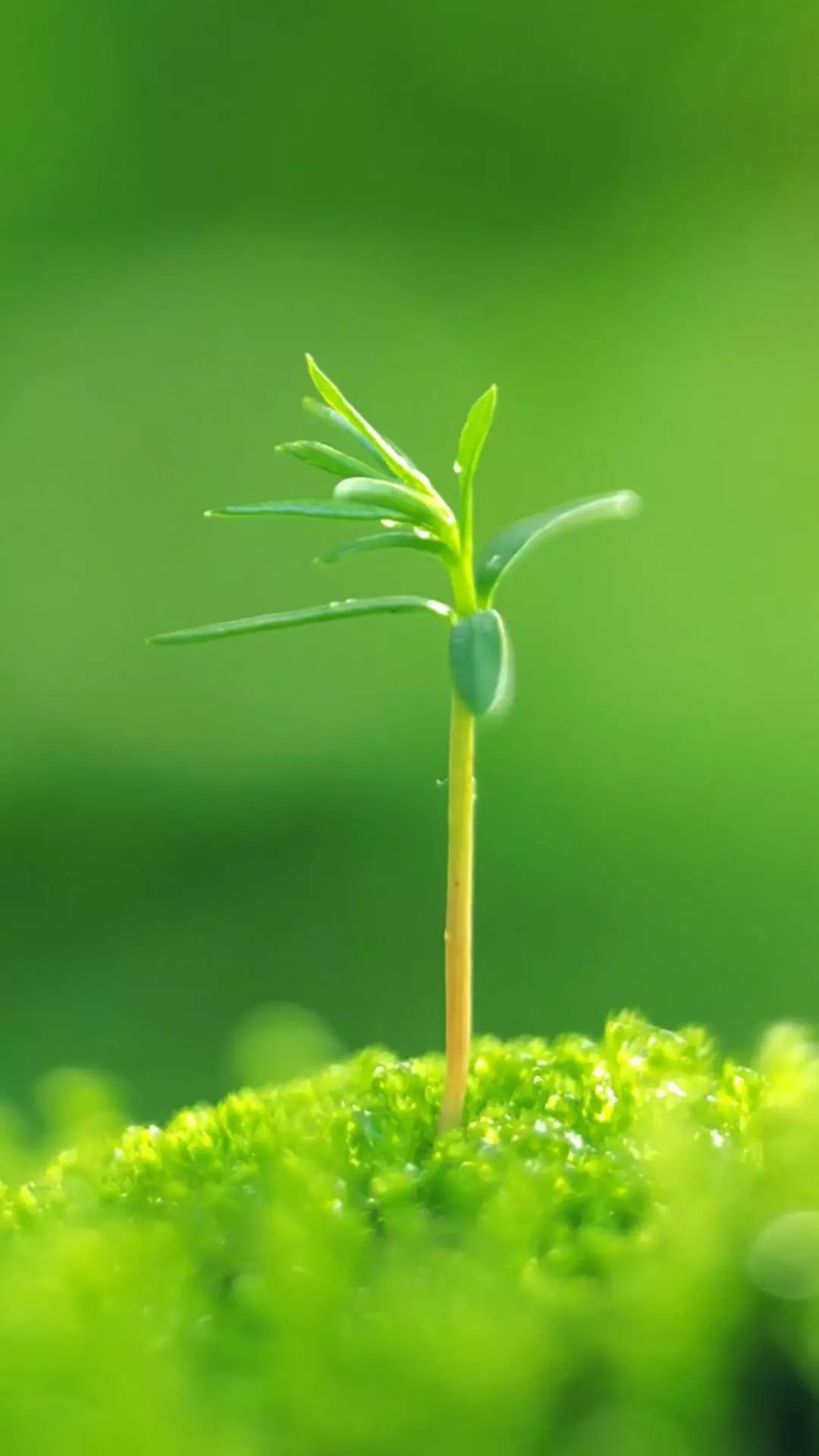 最漂亮好看的微信圖片：什麼樣的微信圖片好看