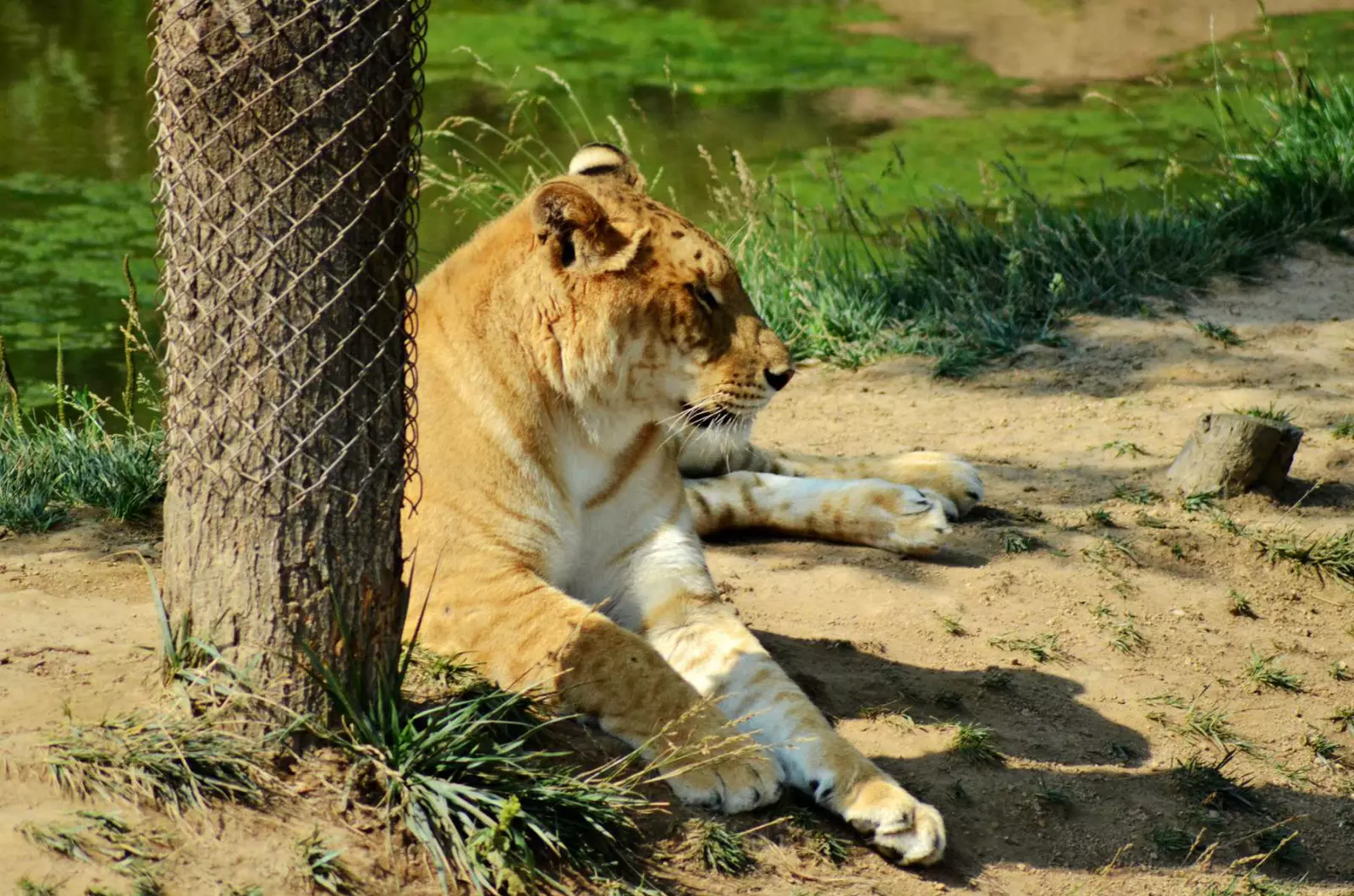 2、虎和猴的婚配有科學依據嗎:年屬虎男跟年屬猴女能婚配嗎？