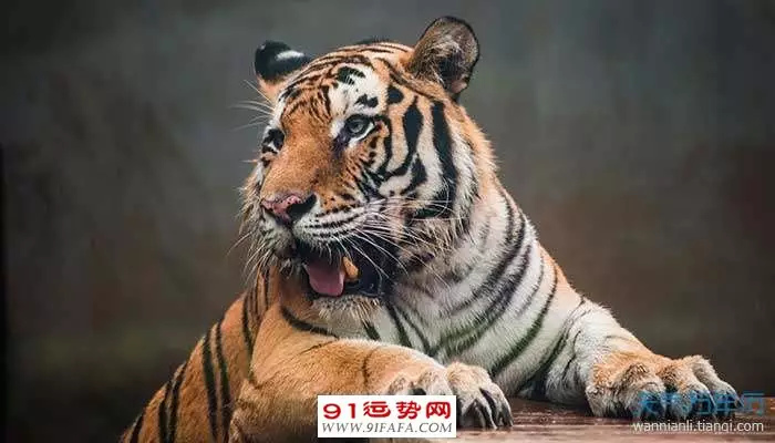 5、屬虎70歲是哪一年:屬虎的是哪一年的