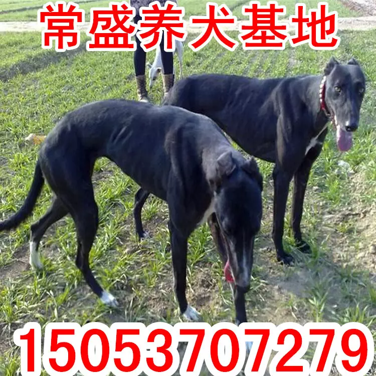 1、71年的豬和82的狗的婚配:71年屬豬合82年的狗相陪嗎
