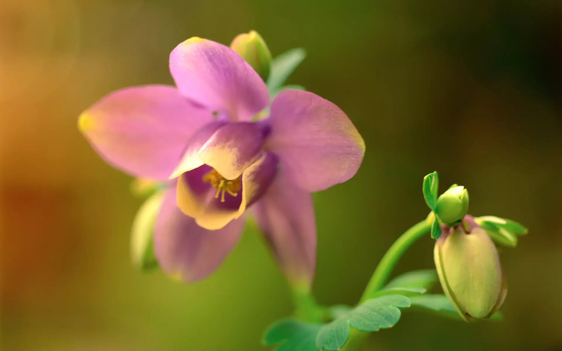 1、花草圖片大全:花卉圖片大全